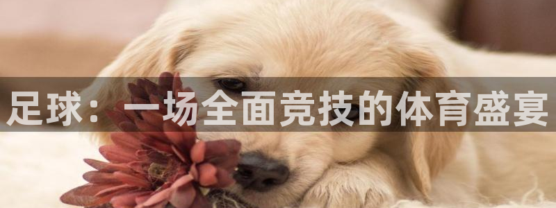 vsport体育官方集团官网:足球:一场全面竞技的体育盛宴